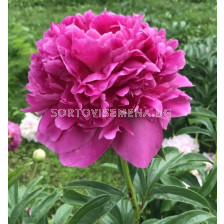 Божур/ LACTIFLORA PAEONIA Glory Hallelujah - 1 бр.