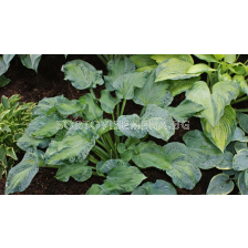 Хоста Golden Meadows/ Hosta - 1 брой