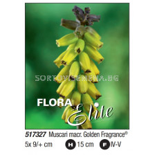 Мускари macrocarpum Golden Fragrance - Пакет: 1 оп. - 5 бр.