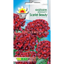 Семена Китайски карамфил/ Scarlet Beauty/ TF-1 гр