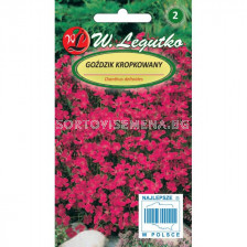 ЛГ КАРАМФИЛ ЧЕРВЕН Dianthus deltoides carmine-red  