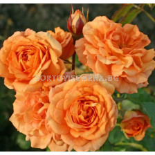 Роза Bentheimer Gold (Малка храстова роза) - серия RigoRosen - Kordes - 1 брой