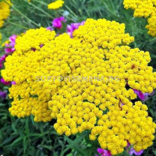 Равнец -жълт /Achillea Millef. Yellow/ 1 бр