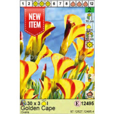 Оксалис/ Oxalis Golden Cape- Пакет: 1 оп.- 3 бр.