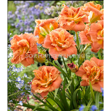 Хемерокалис Congo Coral/ HEMEROCALLIS - 1 брой