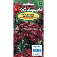 Семена Топ карамфил черен / Dianthus Black Magic /LG 1 оп 