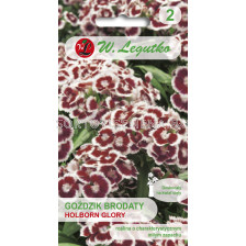 Семена Карамфил кичест /Dianthus Holborn Glory/ LG 1 оп 