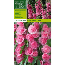 Градинска ружа (Alcea rosea ) - розова