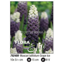 Мускари/ Muscari latifolium Grape Ice - Пакет: 1 оп. - 10 бр.
