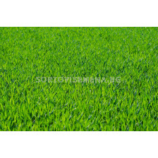 Тревна смес за овощни градини и лозя - за сухи терени- WB 130