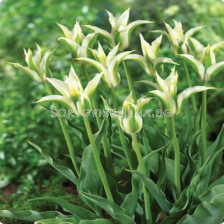 Лале lily-flowered Greenstar - 1 бр.