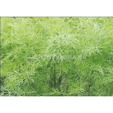 Копър Грийн Слийвс - Green Sleeves - sortovisemena.bg Копър Грийн Слийвс - Green Sleeves