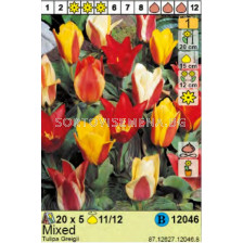 Лалета микс/ Tulipa Greigii Mixed - Пакет: 1 оп. - 5 бр.
