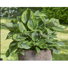 Хоста Green Patriot/ Hosta - 1 брой