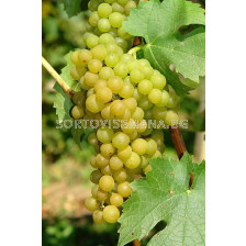 Соларис – бяло грозде (Vitis Vinifera Solaris) 