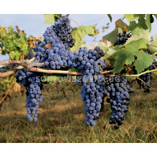 Грозде (Vitis Vinifera Maréchal Foch)	