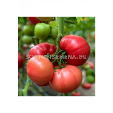 Семена домати Густо Пинк F1(Gusto Pink F1)- 500 сем