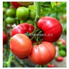 Семена домати Густо Пинк F1(Gusto Pink F1)- 100 сем