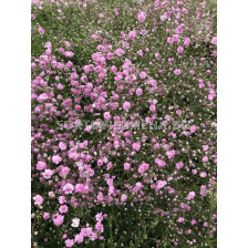 Гипсофила Flamingo - 3 бр.