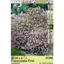 Гипсофила розова/ Gypsophila Pan. Pink - 1 оп.- 2бр.