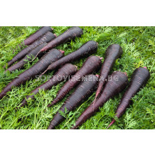 Семена за моркови Deep Purple F1 BJ