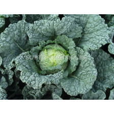 Семена Савойско зеле Melissa F1  BJ