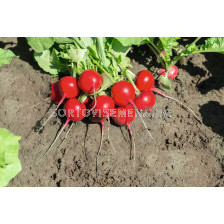 Семена за репички Roxanne F1 BJ 