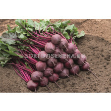 Семена червено цвекло Bresko F1