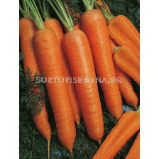 Семена за моркови НАПОЛИ (Napoli F1) фракция 2.0 - 2.2 mm. BJ