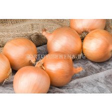 Семена за Лук Talon F1 ) BJ -250 000 семена