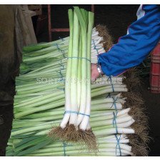 Семена за праз Lincoln) BJ -10 000 семена