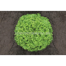 Семена Салата батавия Ларабел BJ 