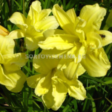 Хемерокалис двоен- жълт / Hemerocallis Double yellow / 1 бр