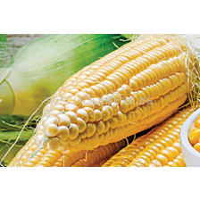 Семена супер сладка царевица Хан F1 - 5000 семена