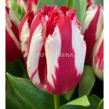 Лале/ Tulipa Happy Clown - 1 бр.