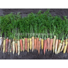 Моркови цветни / Rainbow F1 / Bejo 