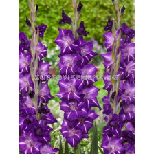 Гладиол/ Gladiolus large-flowered  'Hallowy' 10/12 - 1 бр.