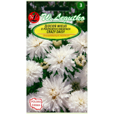 Хризантема бяла / Chrysanthemum paludosum white/ LG 1 оп