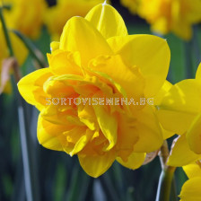 Нарцис /Narciss 'Heamoor' / 1 бр