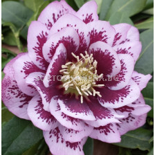 Кукуряк / Helleborus Double Ellen Spotted Pink / 1 бр