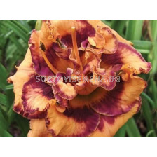 Хемерокалис двоен - тиква / Hemerocallis Double pumpkin / 1 бр