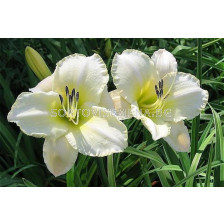 Хемерокалис Ангелска красота Арк. сняг  /HEMEROCALLIS ARCTIC SNOW/ 1 бр