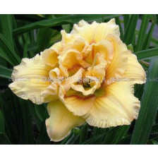 Хемерокалис (Hemerocallis) Auspicious