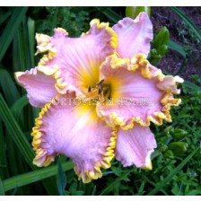 Хемерокалис (Hemerocallis) Darla Anita