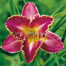 Хемерокалис (Hemerocallis) David Kirchoff 