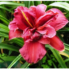 Хемерокалис (Hemerocallis) Double Firecracker