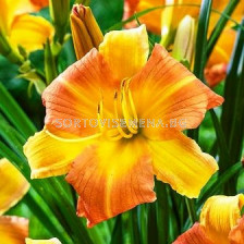 хемерокалис Every Daylily Punch Yellow