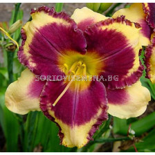 Хемерокалис (Hemerocallis) Eye on America 