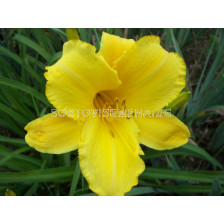 Хемерокалис (Hemerocallis) Mary Todd
