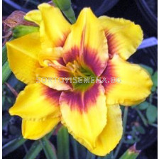 хемерокалис Mount - hemerocallis  Mount